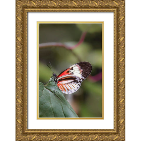 Piano key or Postman butterflies Gold Ornate Wood Framed Art Print with Double Matting by Jones, Adam
