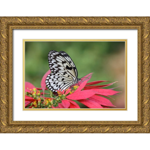 Paper kite or Large tree nymph butterfly Gold Ornate Wood Framed Art Print with Double Matting by Jones, Adam