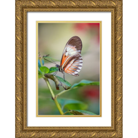 Piano key or Postman butterflies Gold Ornate Wood Framed Art Print with Double Matting by Jones, Adam