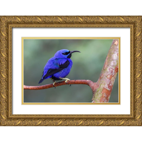 Yellow-legged honeycreeper-native to South America Gold Ornate Wood Framed Art Print with Double Matting by Jones, Adam