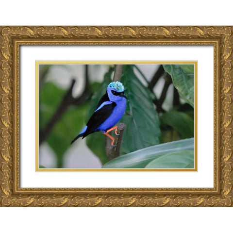 Red-legged honeycreeper Gold Ornate Wood Framed Art Print with Double Matting by Jones, Adam