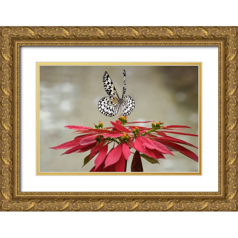 Paper kite or Large tree nymph butterfly flying Gold Ornate Wood Framed Art Print with Double Matting by Jones, Adam