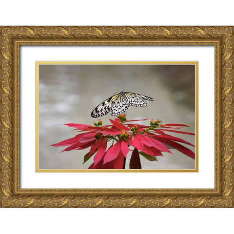 Paper kite or Large tree nymph butterfly flying Gold Ornate Wood Framed Art Print with Double Matting by Jones, Adam