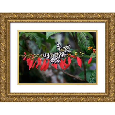 Paper kite or Large tree nymph butterfly flying Gold Ornate Wood Framed Art Print with Double Matting by Jones, Adam