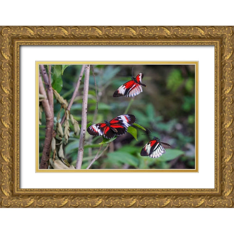 Piano key or Postman butterflies flying Gold Ornate Wood Framed Art Print with Double Matting by Jones, Adam