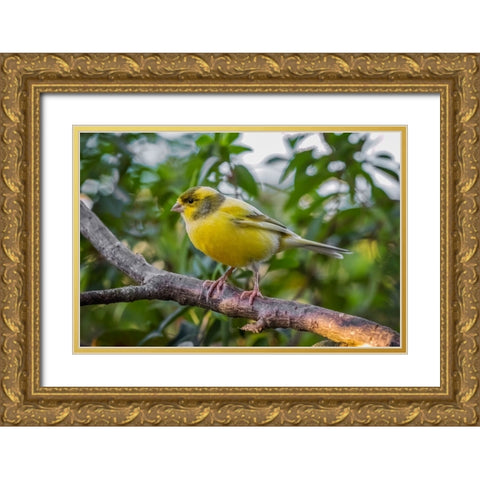 Canary-native to Canary Island Gold Ornate Wood Framed Art Print with Double Matting by Jones, Adam