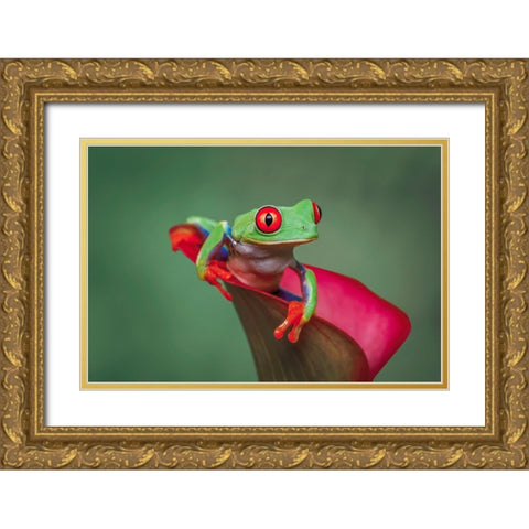 Red-eyed tree frog Gold Ornate Wood Framed Art Print with Double Matting by Jones, Adam