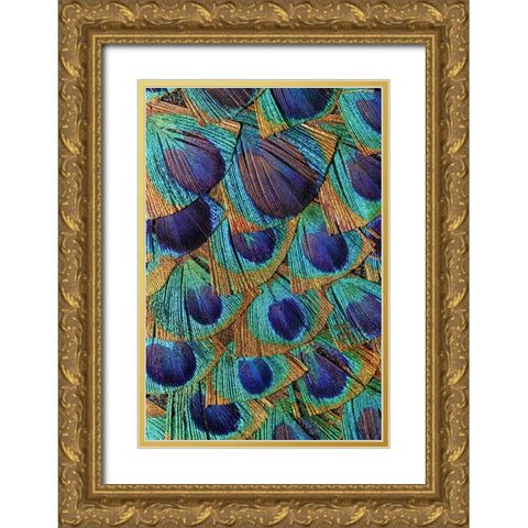 Pattern in peacock feathers Gold Ornate Wood Framed Art Print with Double Matting by Jones, Adam