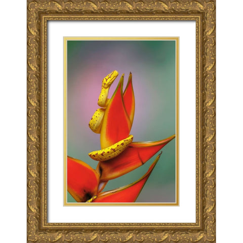 Juvenile Green tree python Gold Ornate Wood Framed Art Print with Double Matting by Jones, Adam