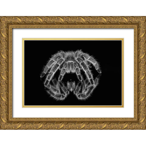 Black and white of Mexican redknee tarantula reflected on mirror Gold Ornate Wood Framed Art Print with Double Matting by Jones, Adam