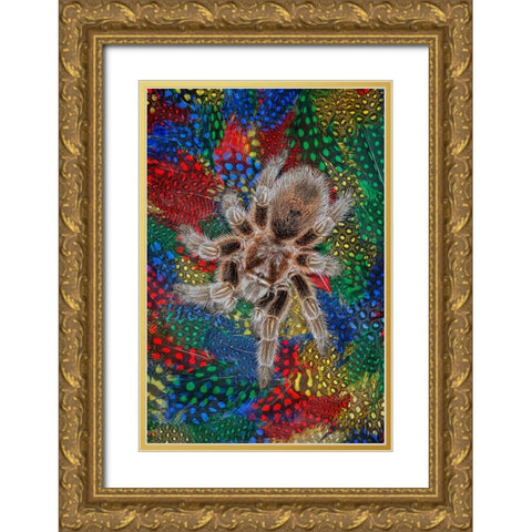 Mexican redknee tarantula on colorful feathers Gold Ornate Wood Framed Art Print with Double Matting by Jones, Adam