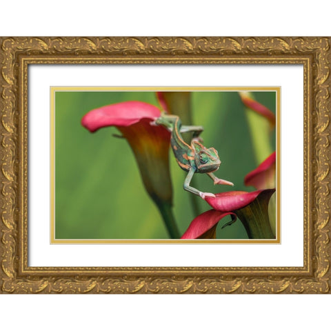 Veiled chameleon Gold Ornate Wood Framed Art Print with Double Matting by Jones, Adam