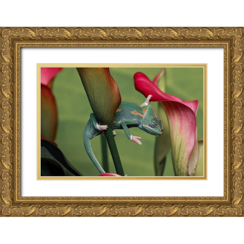 Veiled chameleon Gold Ornate Wood Framed Art Print with Double Matting by Jones, Adam