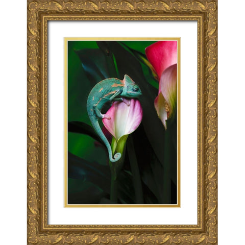 Veiled chameleon Gold Ornate Wood Framed Art Print with Double Matting by Jones, Adam