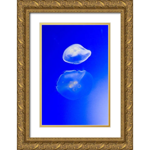 Graceful Jellyfish in Aquarium Gold Ornate Wood Framed Art Print with Double Matting by Miller, Anna