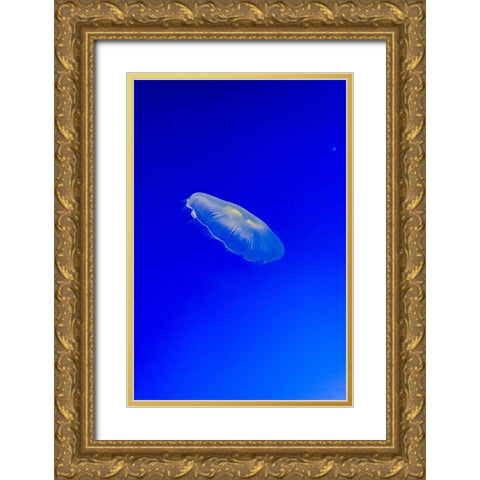 Graceful Jellyfish in Aquarium Gold Ornate Wood Framed Art Print with Double Matting by Miller, Anna