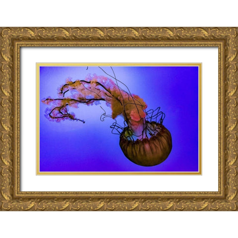 Graceful Jellyfish in Aquarium Gold Ornate Wood Framed Art Print with Double Matting by Miller, Anna