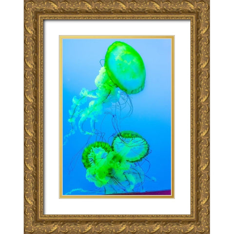Graceful Jellyfish in Aquarium Gold Ornate Wood Framed Art Print with Double Matting by Miller, Anna