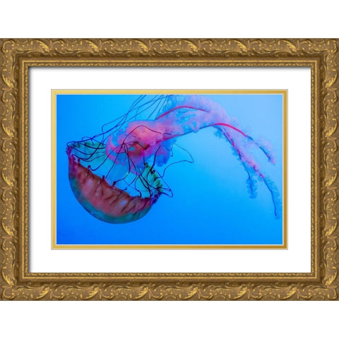 Graceful Jellyfish in Aquarium Gold Ornate Wood Framed Art Print with Double Matting by Miller, Anna
