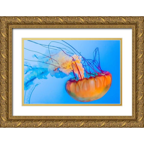 Graceful Jellyfish in Aquarium Gold Ornate Wood Framed Art Print with Double Matting by Miller, Anna
