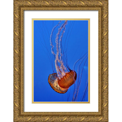 Graceful Jellyfish in Aquarium Gold Ornate Wood Framed Art Print with Double Matting by Miller, Anna