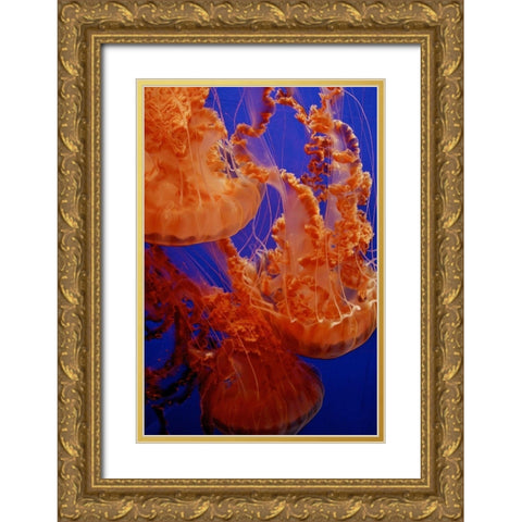 Graceful Jellyfish in Aquarium Gold Ornate Wood Framed Art Print with Double Matting by Miller, Anna