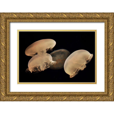 Graceful Jellyfish in Aquarium Gold Ornate Wood Framed Art Print with Double Matting by Miller, Anna