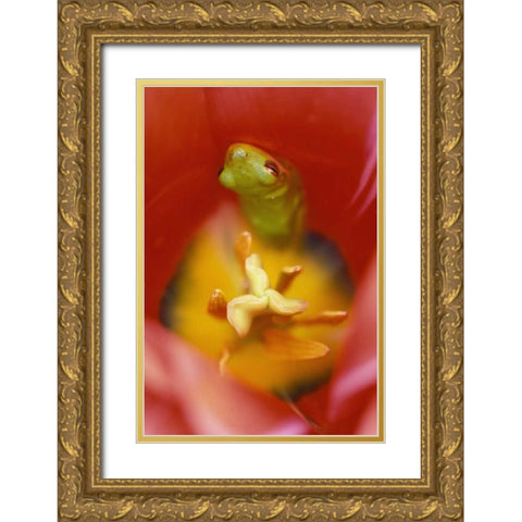 Frog In Tulip Gold Ornate Wood Framed Art Print with Double Matting by Rotenberg, Nancy