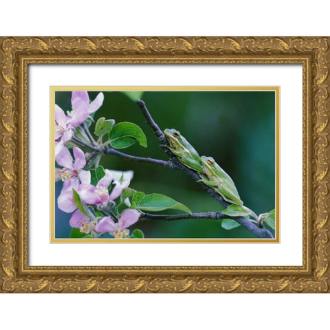 Two Frogs on Branch Gold Ornate Wood Framed Art Print with Double Matting by Rotenberg, Nancy