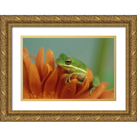 Green Tree Frog on Flower in garden Gold Ornate Wood Framed Art Print with Double Matting by Rotenberg, Nancy