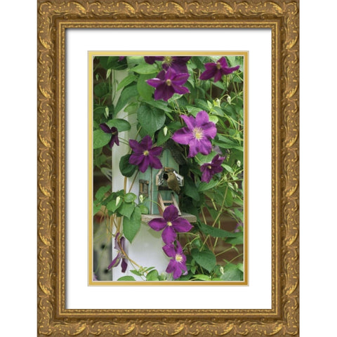 Wren in birdhouse in clematis vine Gold Ornate Wood Framed Art Print with Double Matting by Rotenberg, Nancy