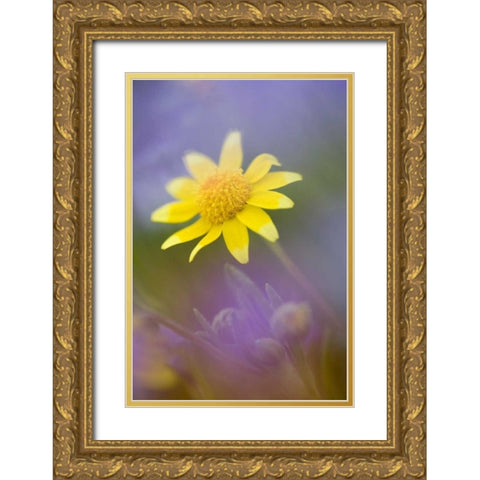 Soft focus of yellow flower among purple flowers Gold Ornate Wood Framed Art Print with Double Matting by Anon, Ellen