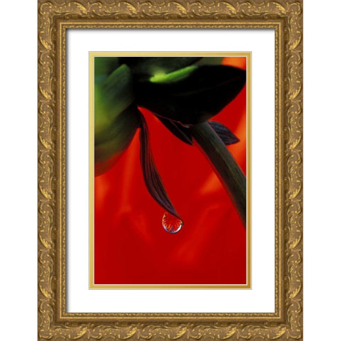 Red dahlia in a dew drop Gold Ornate Wood Framed Art Print with Double Matting by Kirkland, Dennis
