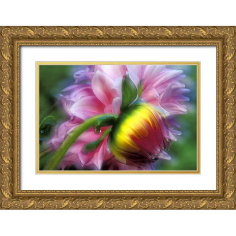 Abstract of dahlia and bud Gold Ornate Wood Framed Art Print with Double Matting by Kirkland, Dennis