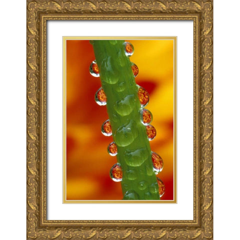 Flowers reflected in dew drops on dahlia stem Gold Ornate Wood Framed Art Print with Double Matting by Kirkland, Dennis