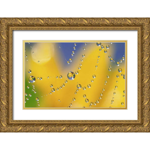 Web with dew reflecting black-eyed Susan flower Gold Ornate Wood Framed Art Print with Double Matting by Satushek, Steve
