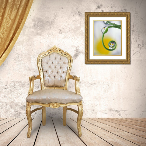 Dew on pea tendril reflecting daisy flowers Gold Ornate Wood Framed Art Print with Double Matting by Satushek, Steve