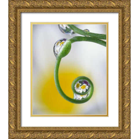 Dew on pea tendril reflecting daisy flowers Gold Ornate Wood Framed Art Print with Double Matting by Satushek, Steve