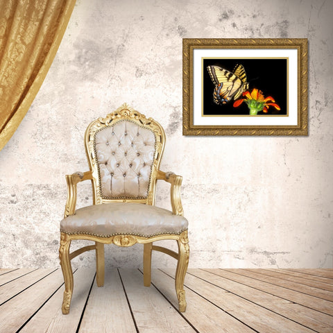 Western tiger swallowtail butterfly on flower Gold Ornate Wood Framed Art Print with Double Matting by Welling, Dave