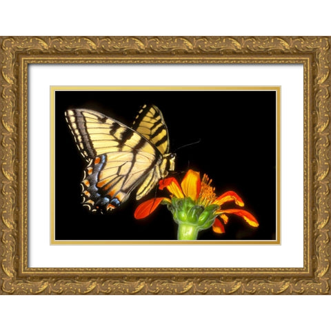 Western tiger swallowtail butterfly on flower Gold Ornate Wood Framed Art Print with Double Matting by Welling, Dave