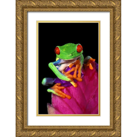 Captive red-eyed tree frog on bromeliad flower Gold Ornate Wood Framed Art Print with Double Matting by Welling, Dave