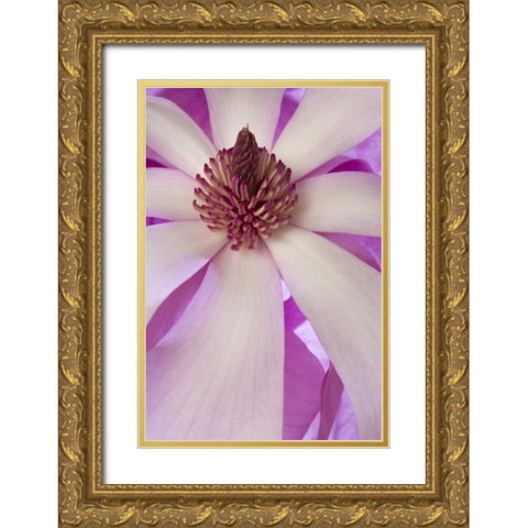 Close-up of tulip magnolia in springtime Gold Ornate Wood Framed Art Print with Double Matting by Paulson, Don