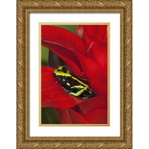 Amazon Basin Three-stripe dart frog Gold Ornate Wood Framed Art Print with Double Matting by Flaherty, Dennis