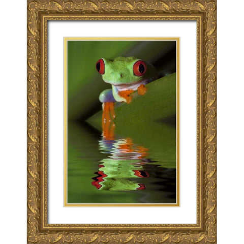 Reflection of red-eyed tree frog in water Gold Ornate Wood Framed Art Print with Double Matting by Flaherty, Dennis