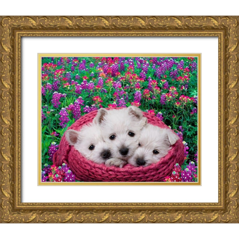 West highland white terrier puppies in basket Gold Ornate Wood Framed Art Print with Double Matting by Jaynes Gallery