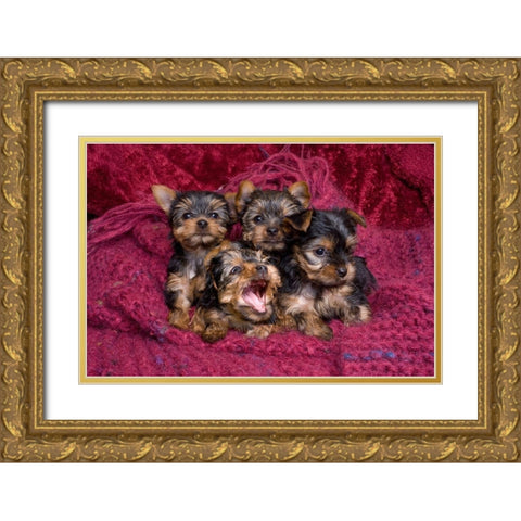 Close-up of Yorkshire terrier puppies on blanket Gold Ornate Wood Framed Art Print with Double Matting by Jaynes Gallery