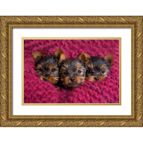 Close-up of Yorkshire terrier puppies on blanket Gold Ornate Wood Framed Art Print with Double Matting by Jaynes Gallery