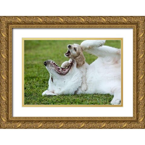 Cocker spaniel puppy and great Pyrenees dogs playing Gold Ornate Wood Framed Art Print with Double Matting by Jaynes Gallery