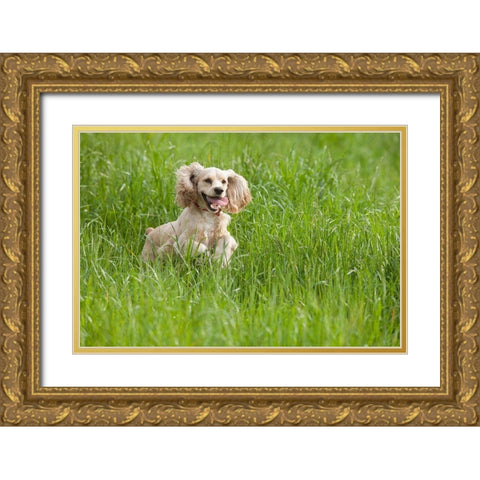 Cocker spaniel running in tall grass Gold Ornate Wood Framed Art Print with Double Matting by Jaynes Gallery