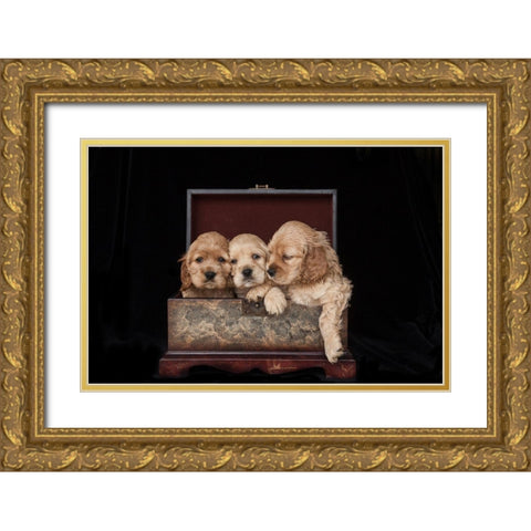 Cocker spaniel puppies in box Gold Ornate Wood Framed Art Print with Double Matting by Jaynes Gallery